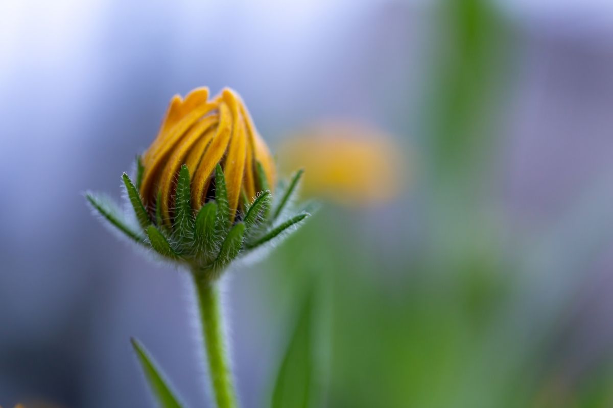 Abortamento de flores