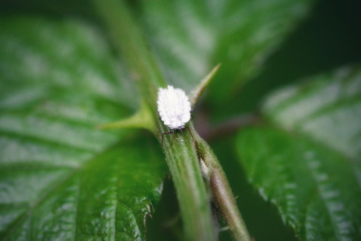 acabar de vez com a cochonilha - Reprodução Canva