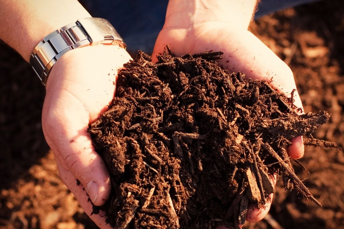 Adubo caseiro bomba para suculentas