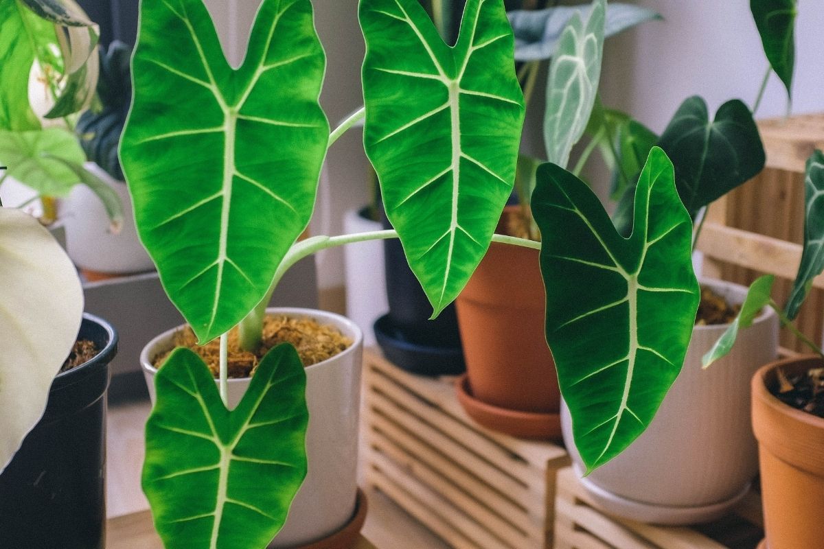 Alocasia