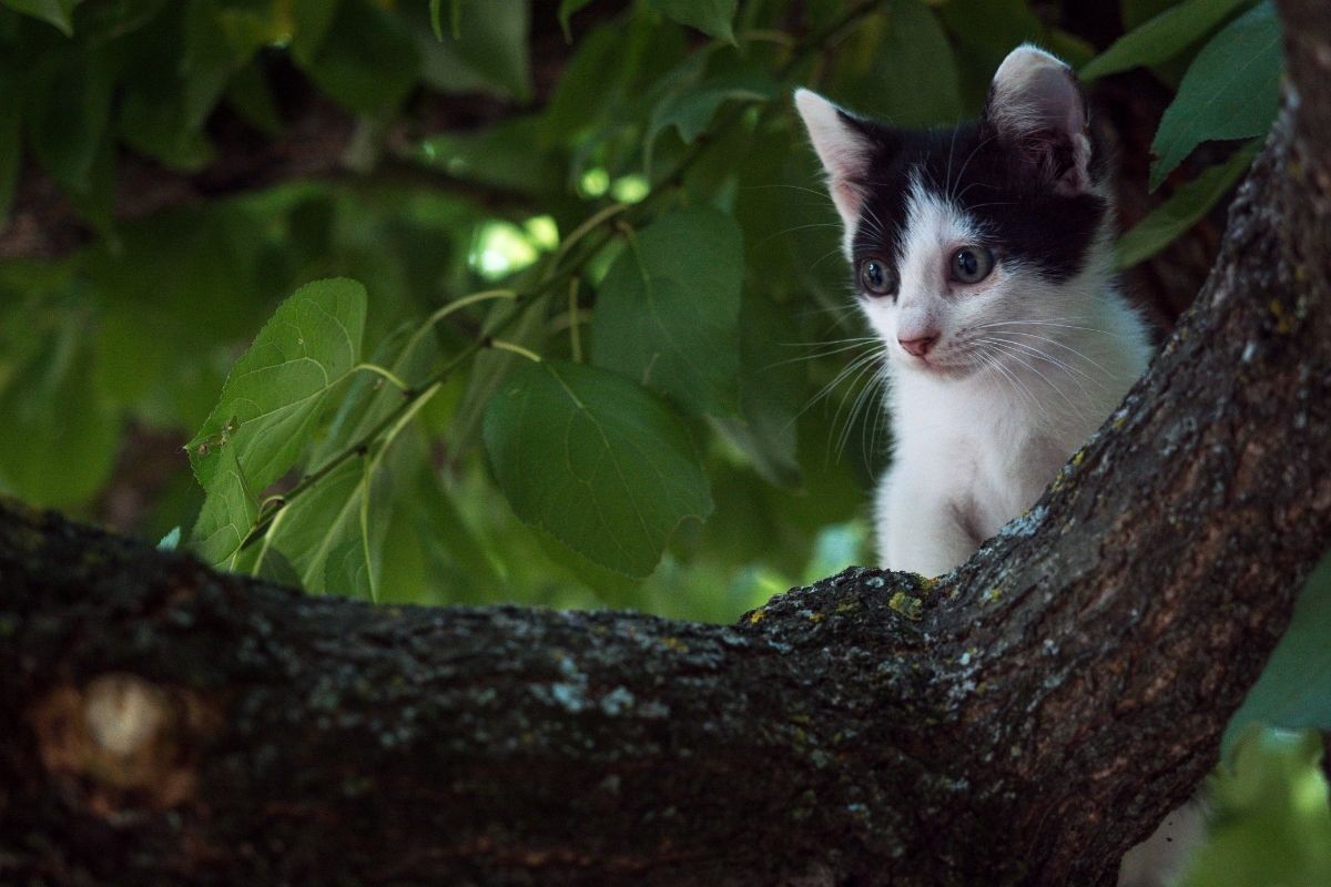 Como proteger sua horta dos animais de estimação