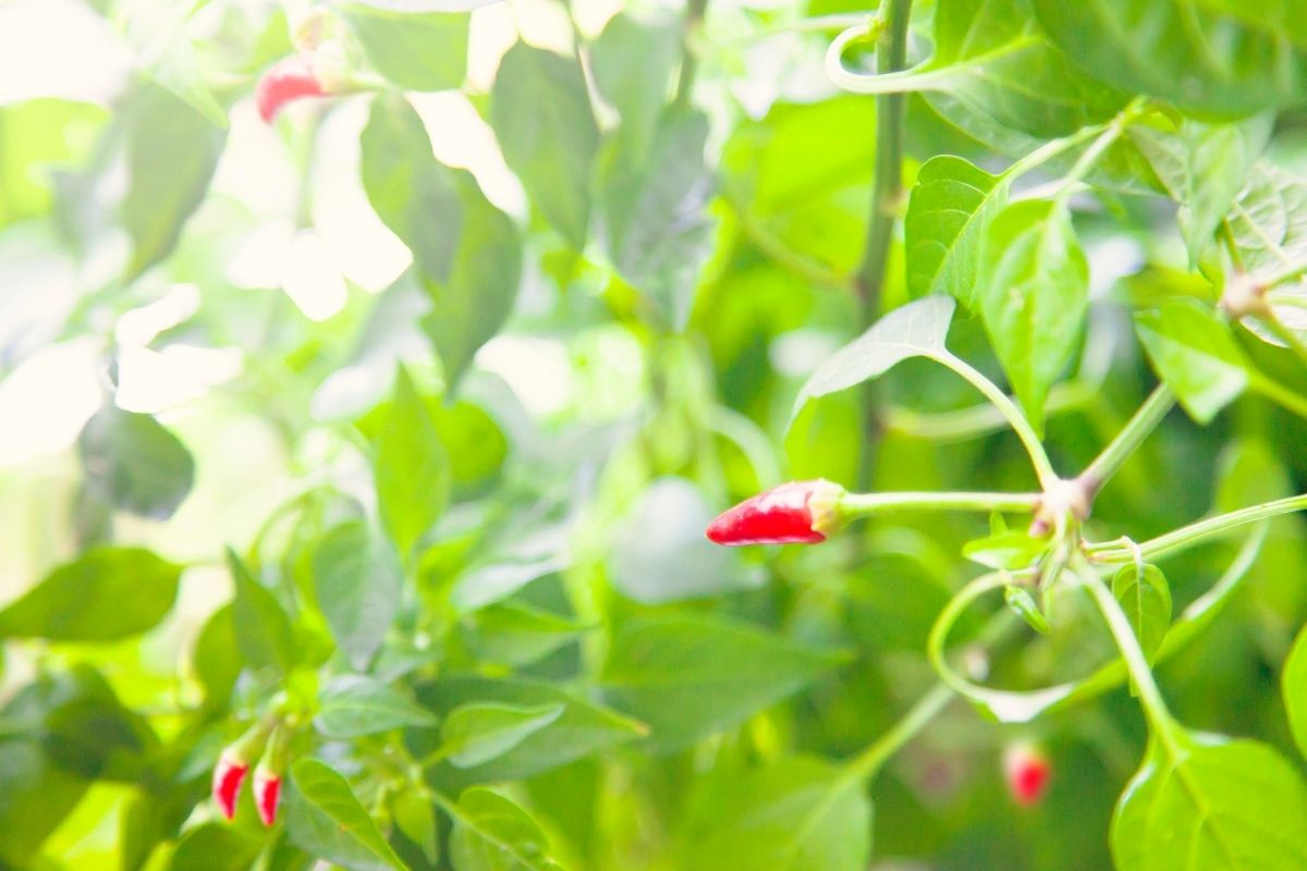Como acabar com as pragas do pé de pimenta