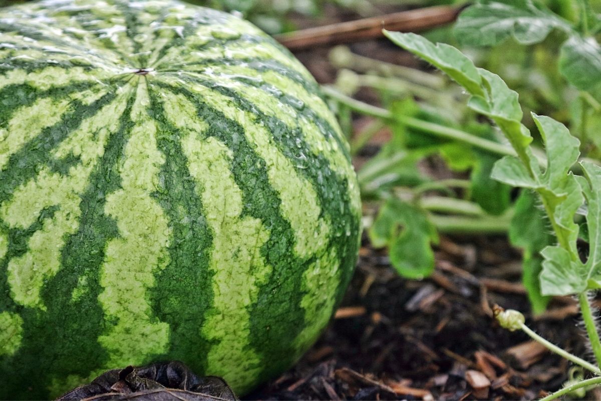 Como cultivar melancia em pequenos espaços