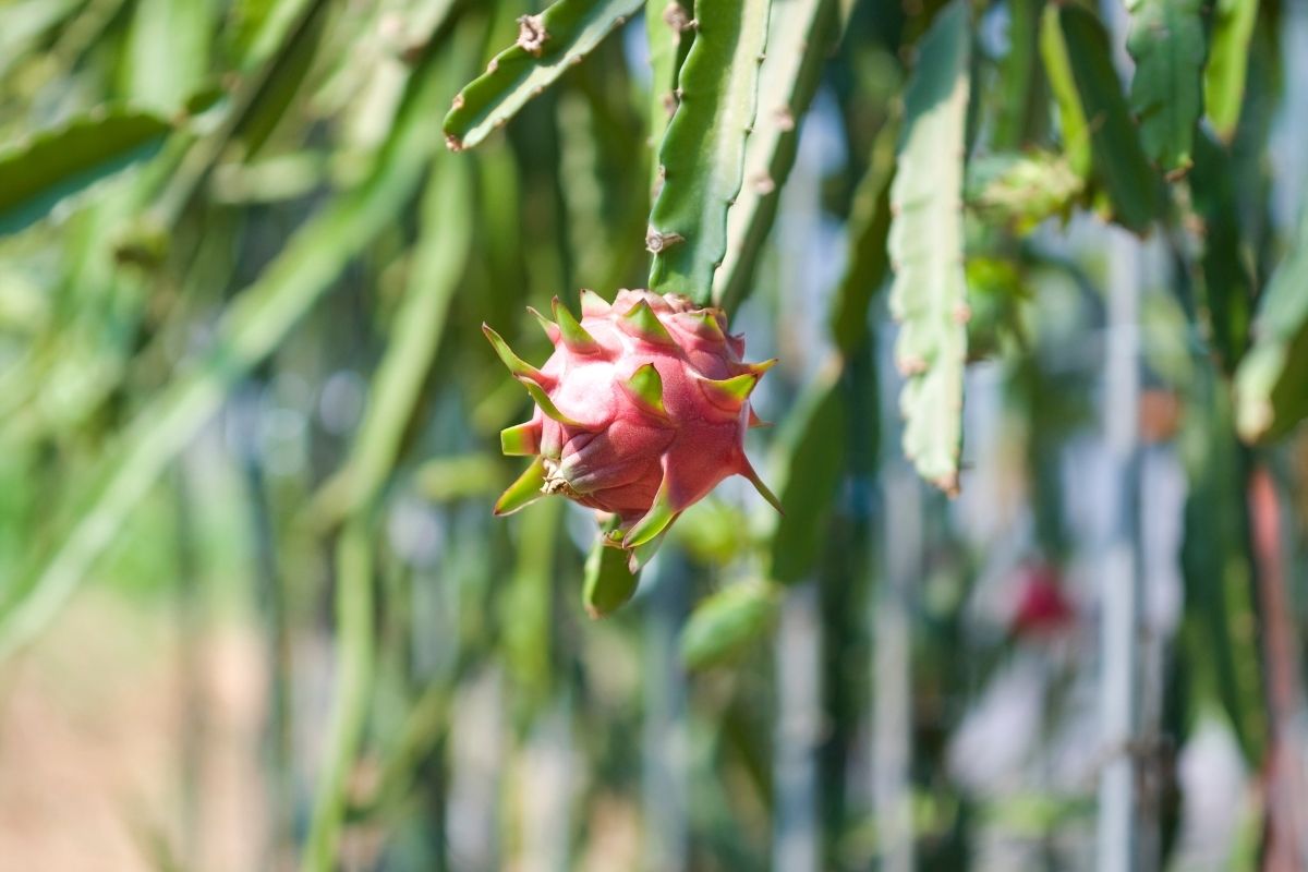 Como cultivar Pitaya orgânica no vaso
