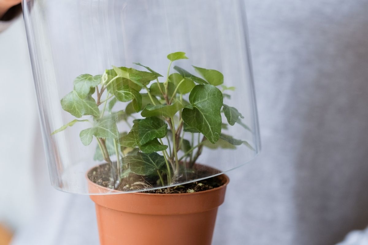 Como proteger o seu jardim das geadas