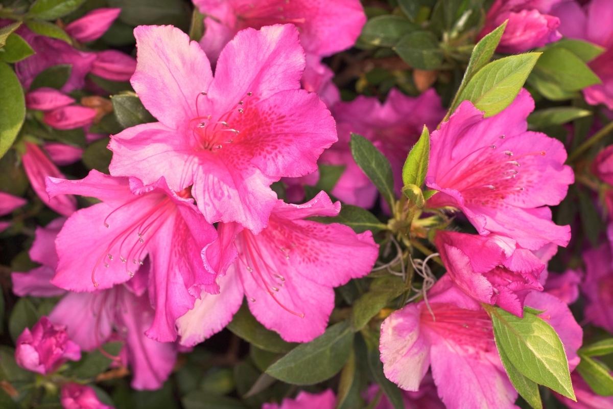 cultivar azaleia em vasos