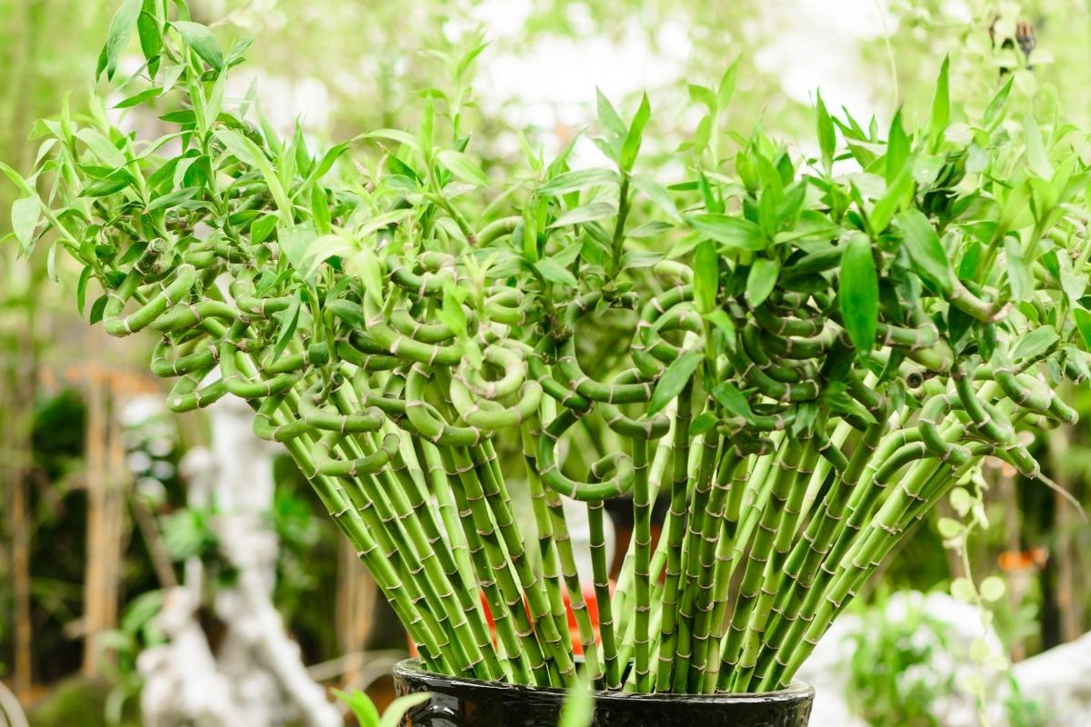 Cultivar bambu da sorte