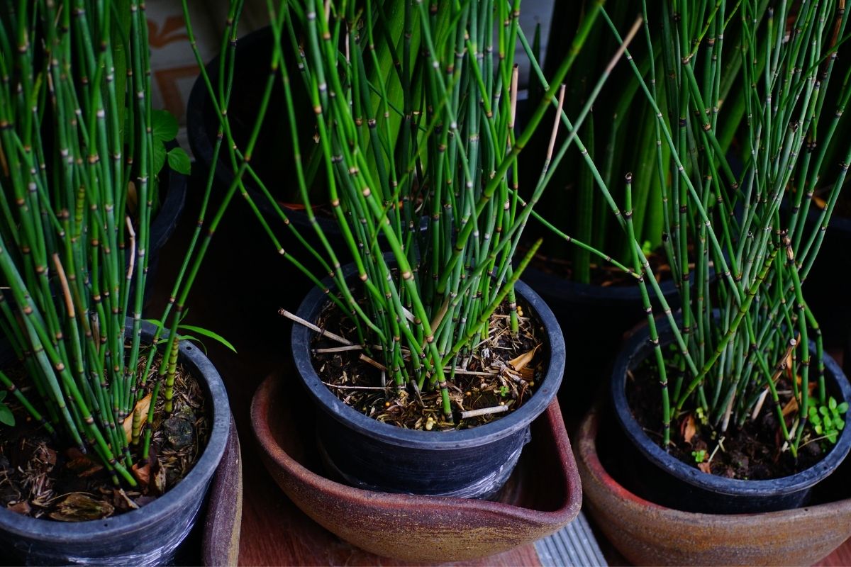 Cultivar bambu da sorte