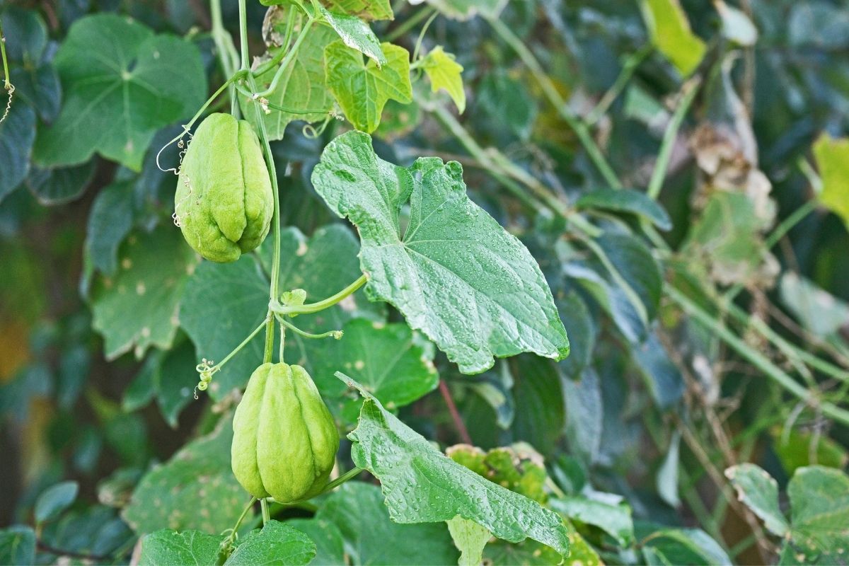 Cultivar chuchu