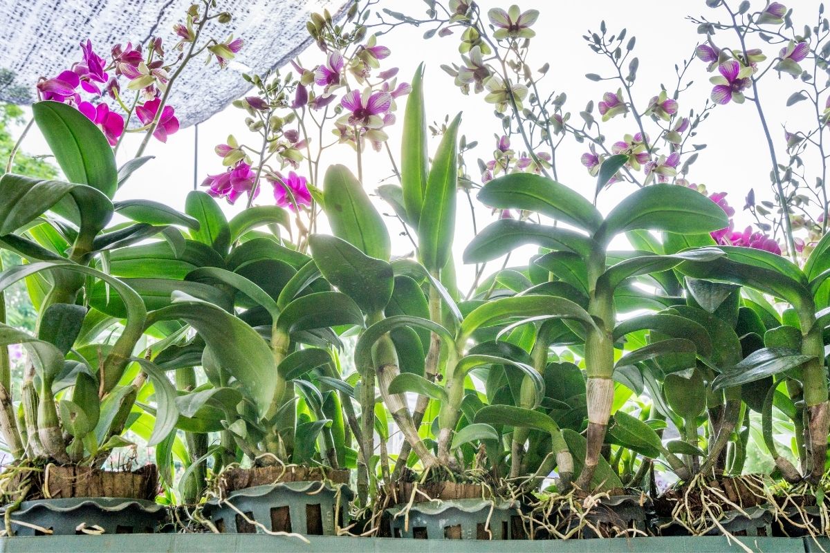 Flores que tem várias cores