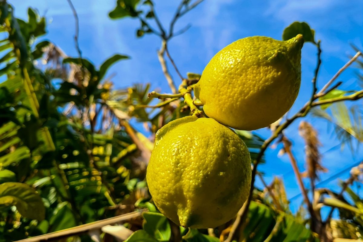 frutos no pé de limão - Reprodução Canva Frutos no pé de limão