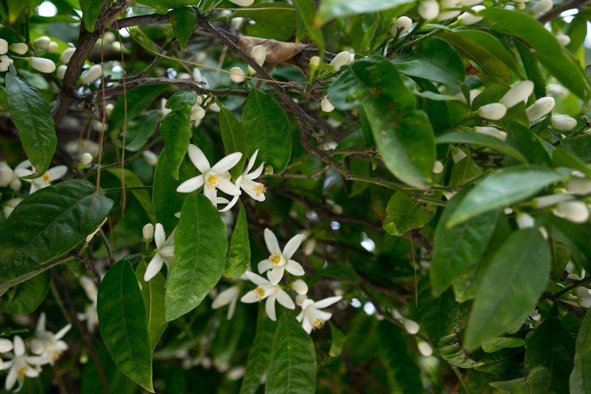 Frutos no pé de limão