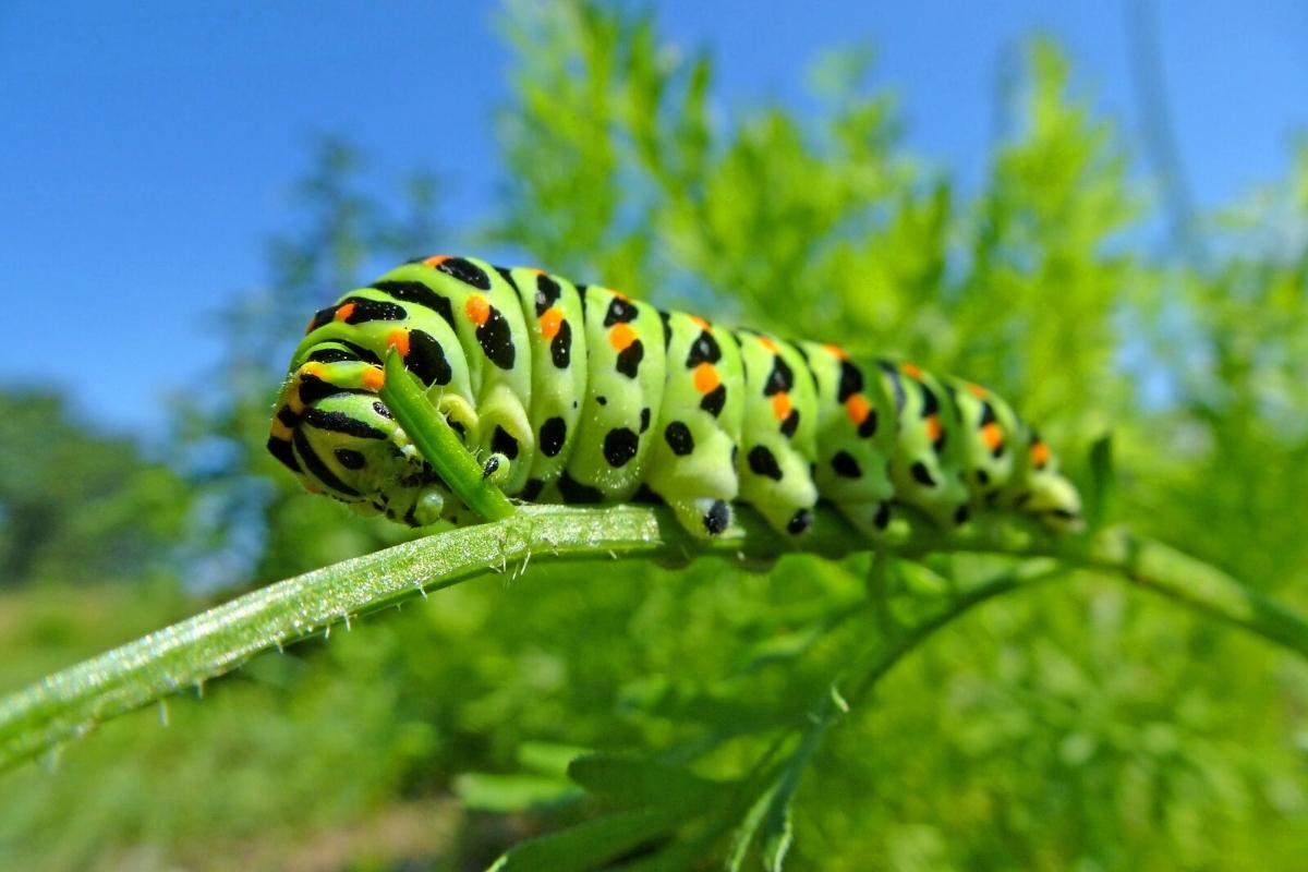 Lagartas e mandruvá