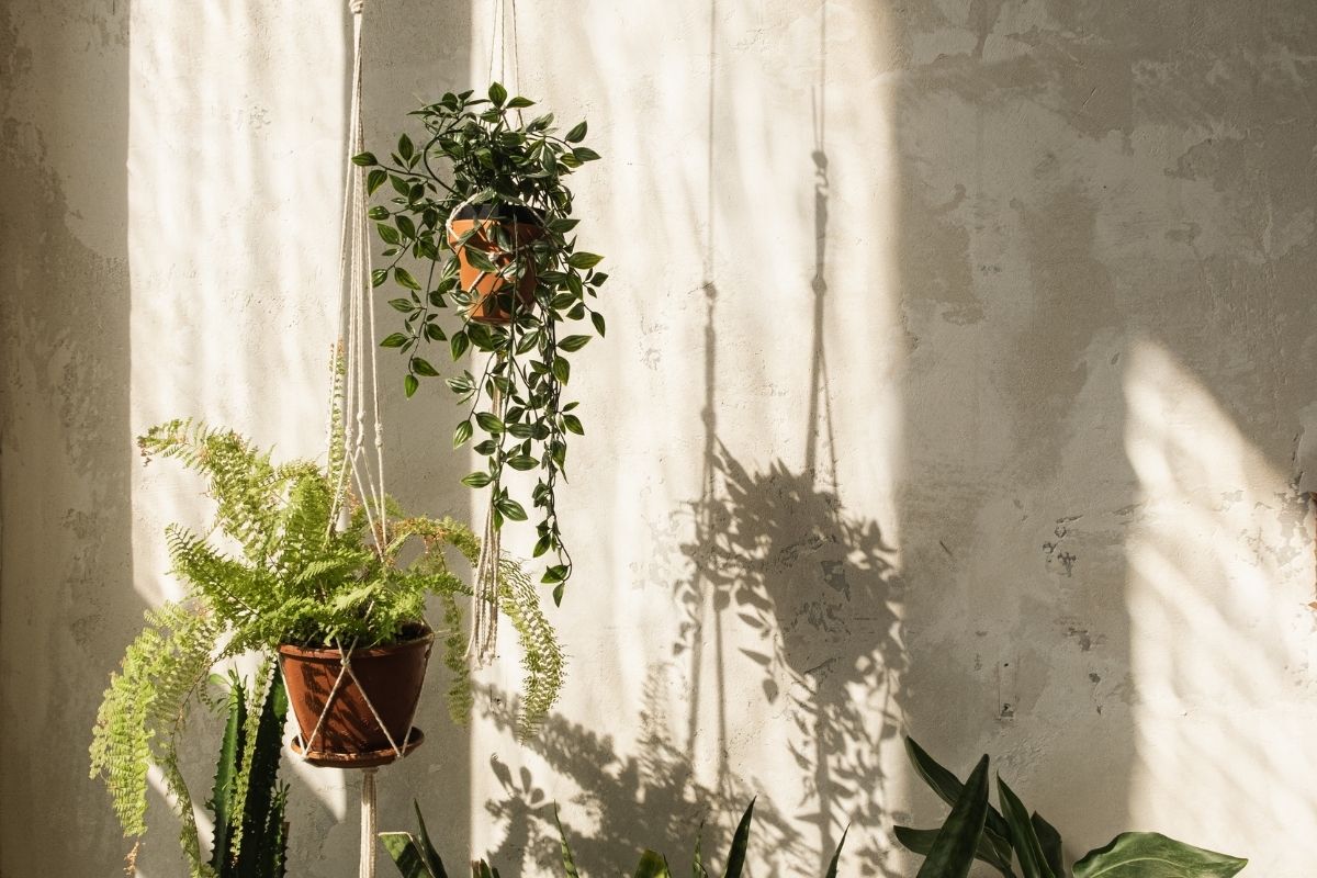 Local ideal para colocar as samambaias