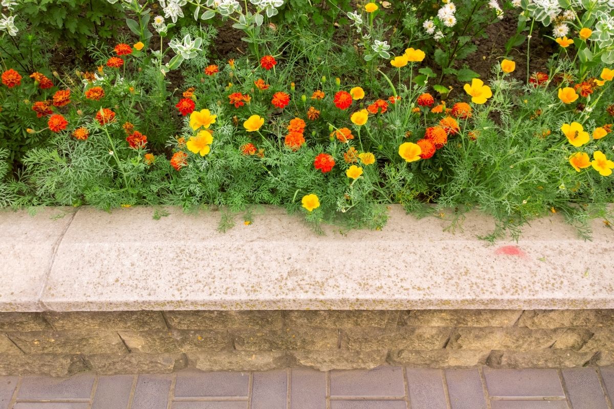 O que plantar na beira do muro