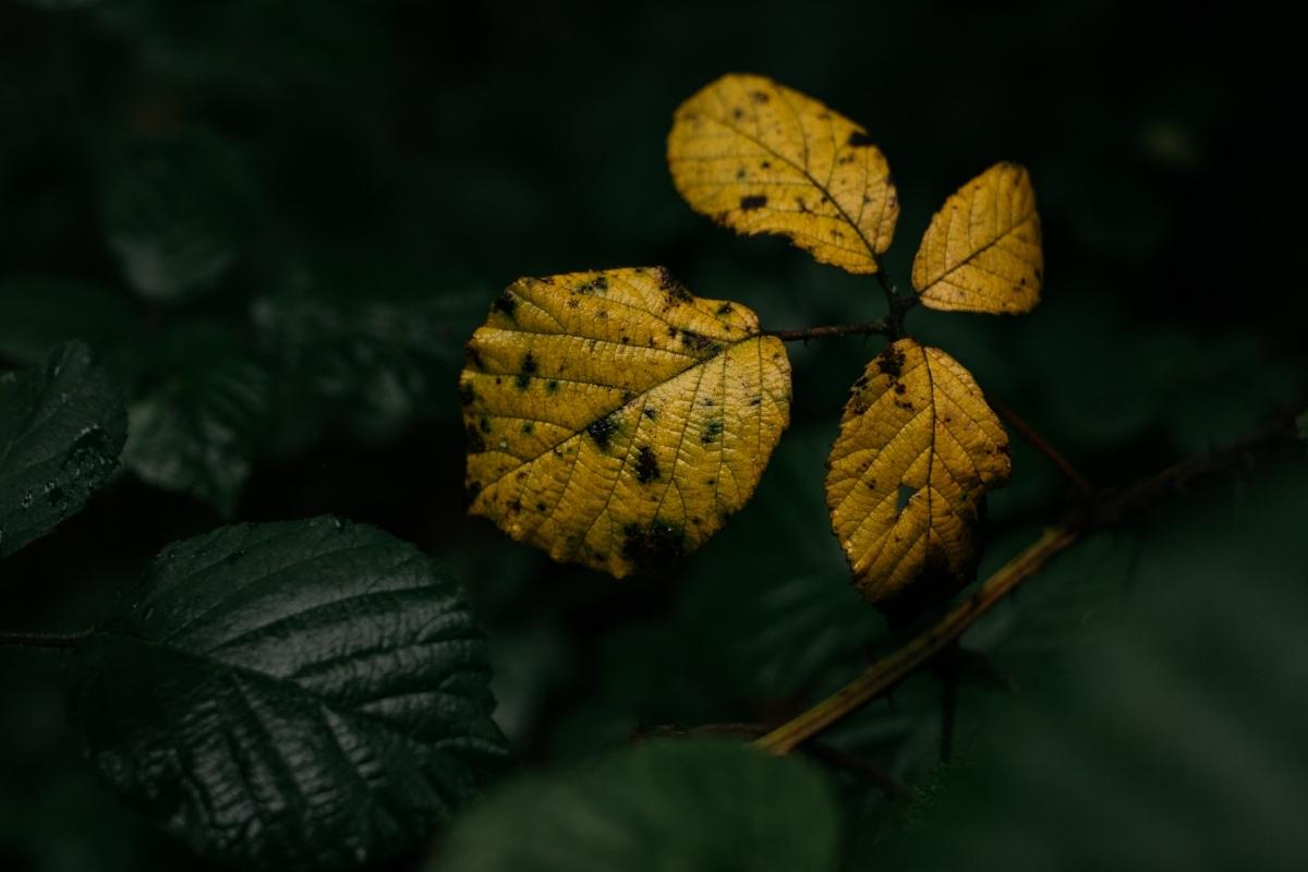 planta precisa de ajuda