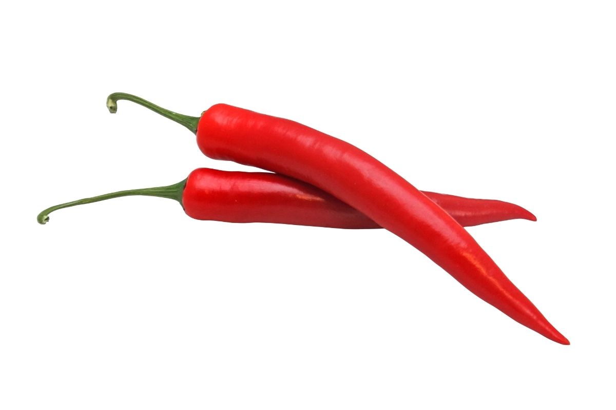 Plantar pimentas usando garrafas PET