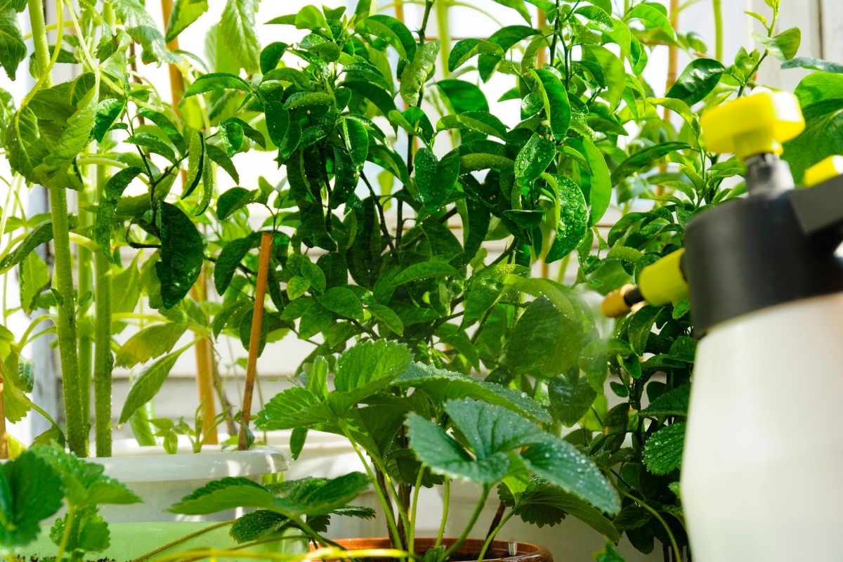 Plantas e animais de estimação em harmonia