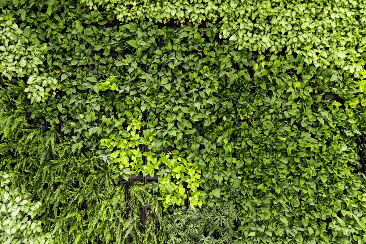 plantas lindas para decorar seu muro - Reprodução Canva