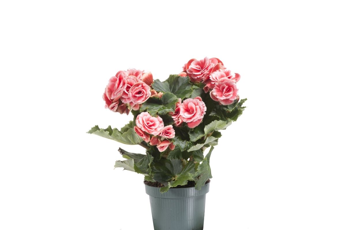 Plantas para apartamento