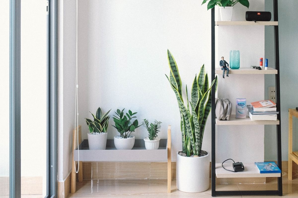 Plantas para apartamento