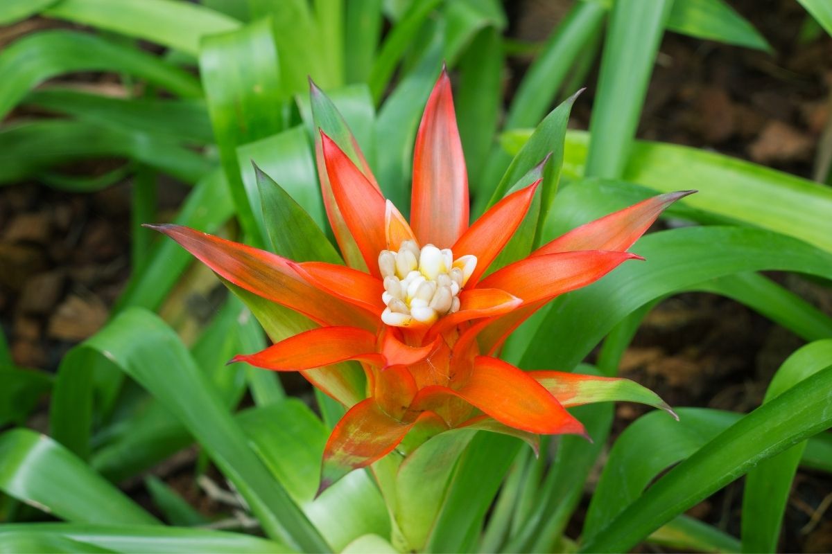 Plantas para presentear cada signo