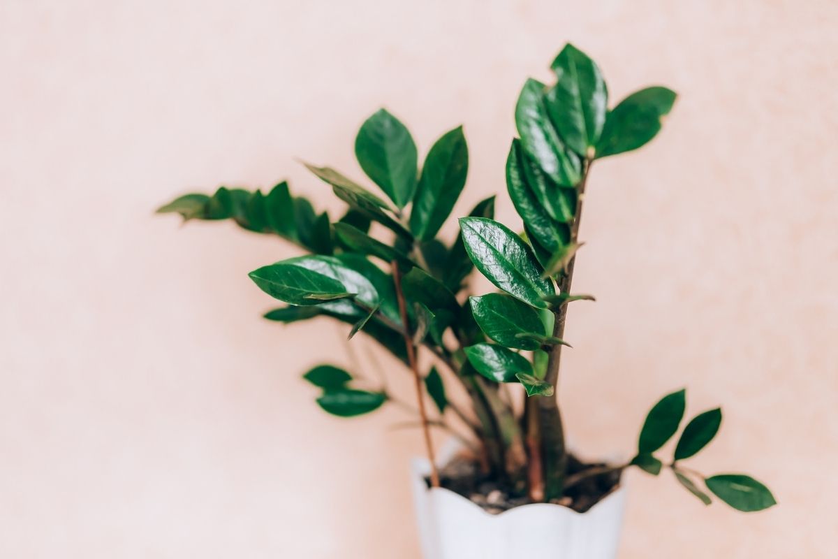 Plantas que adoram ficar na cozinha
