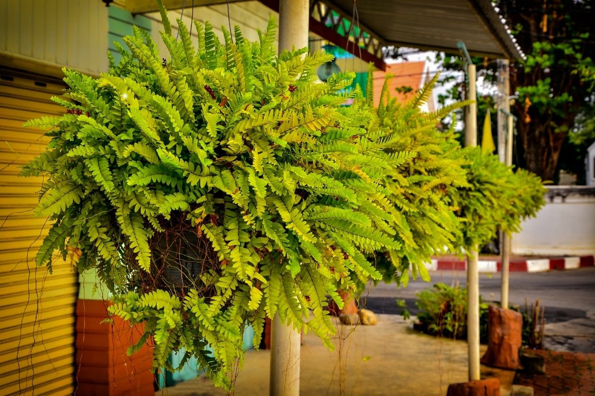 plantas que estimulam o bem-estar - Reprodução Canva