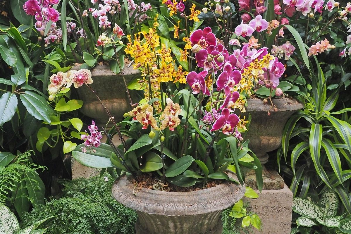 Qual melhor lugar para colocar as orquídeas