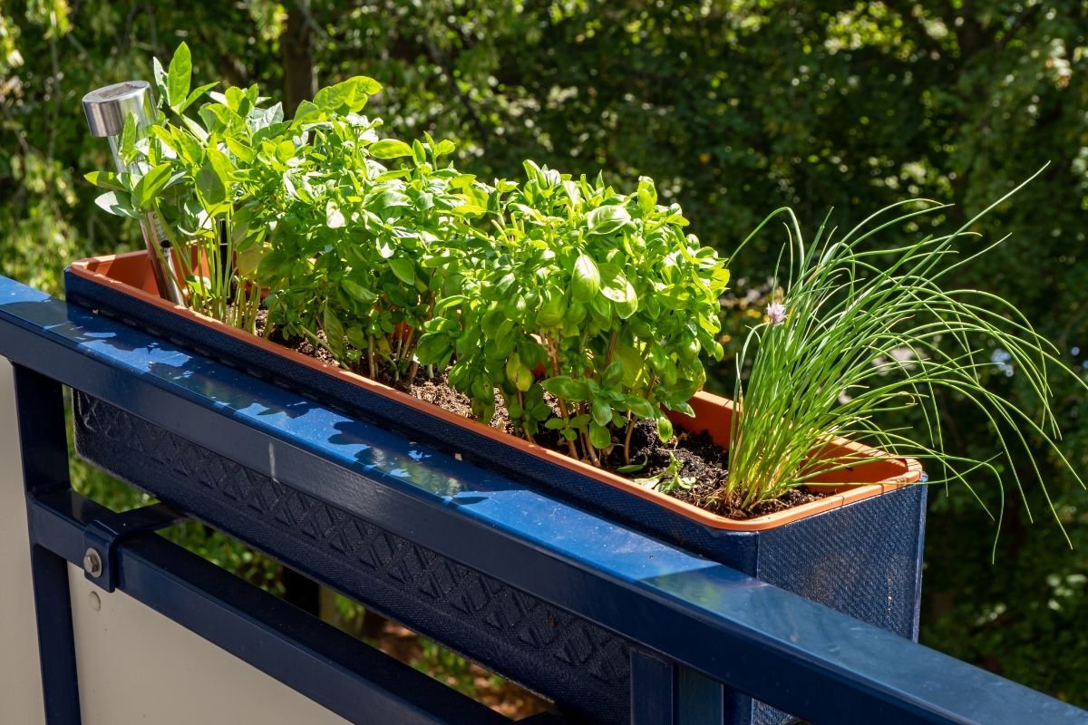 Quais temperos podem ser plantados juntos