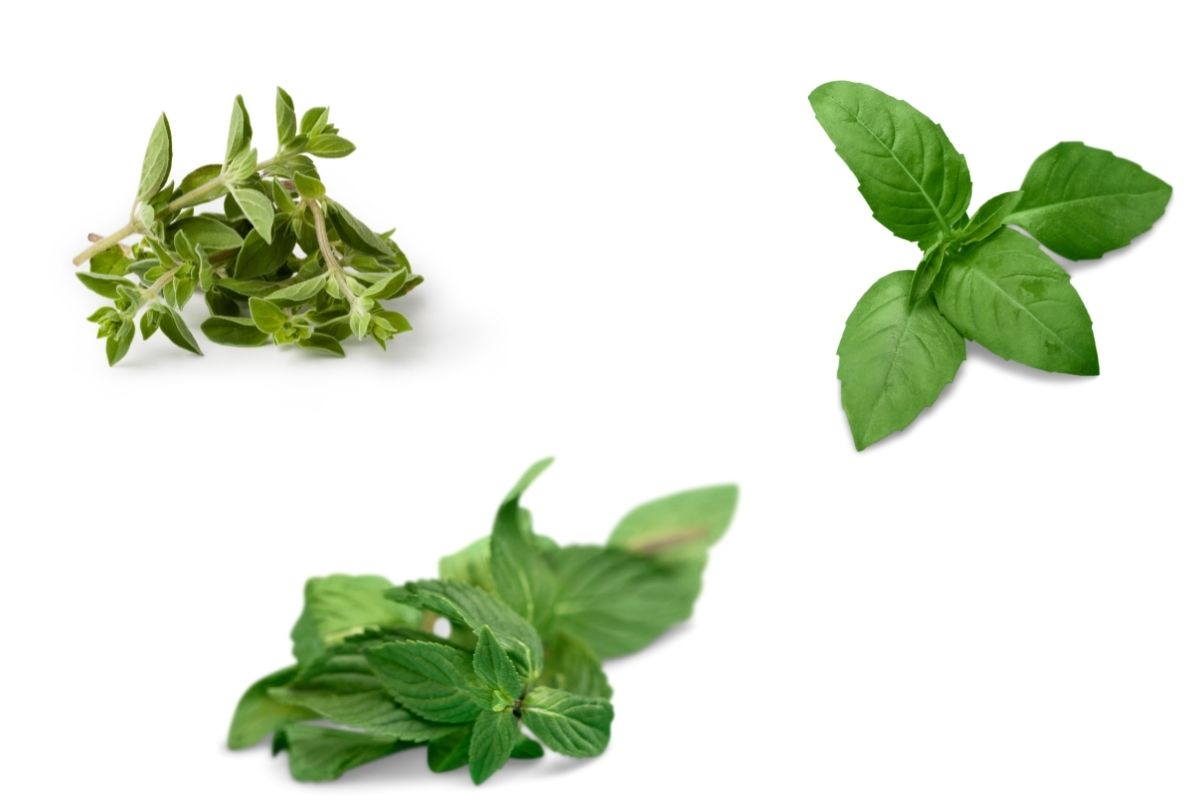 Quais temperos podem ser plantados juntos