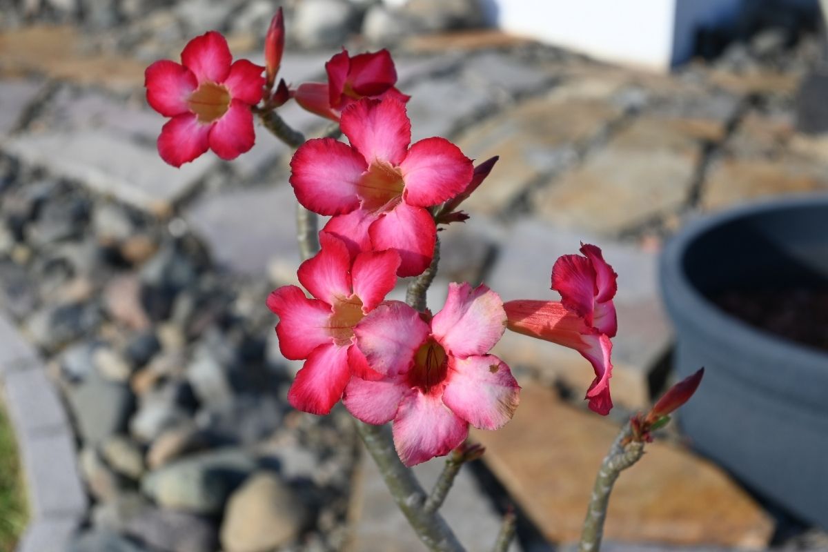 Rosa do deserto produzir muitas flores