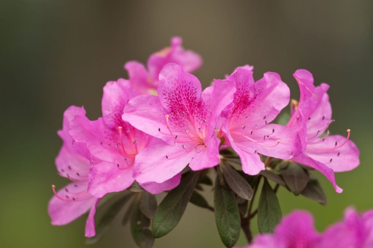 Segredos para ter azaleias maravilhosas em casa