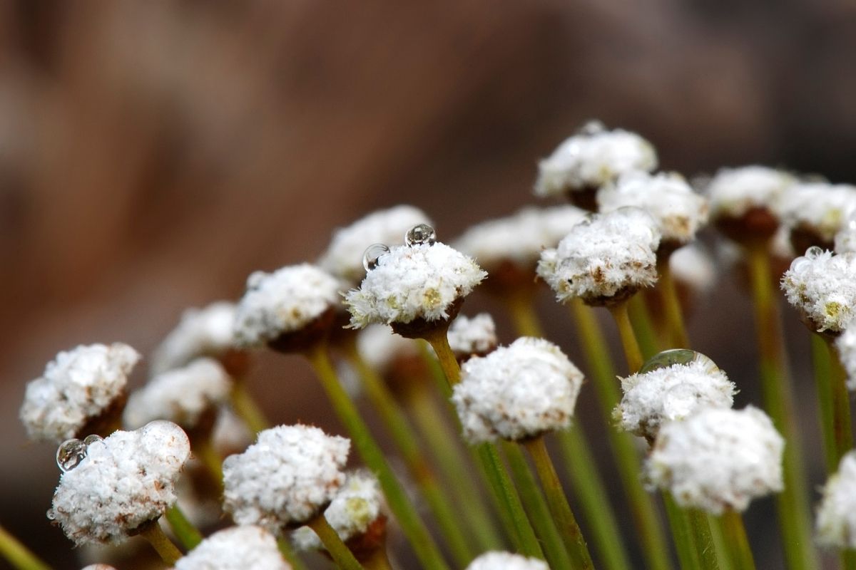sempre-viva - Reprodução Canva sempre-viva - Reprodução Canva