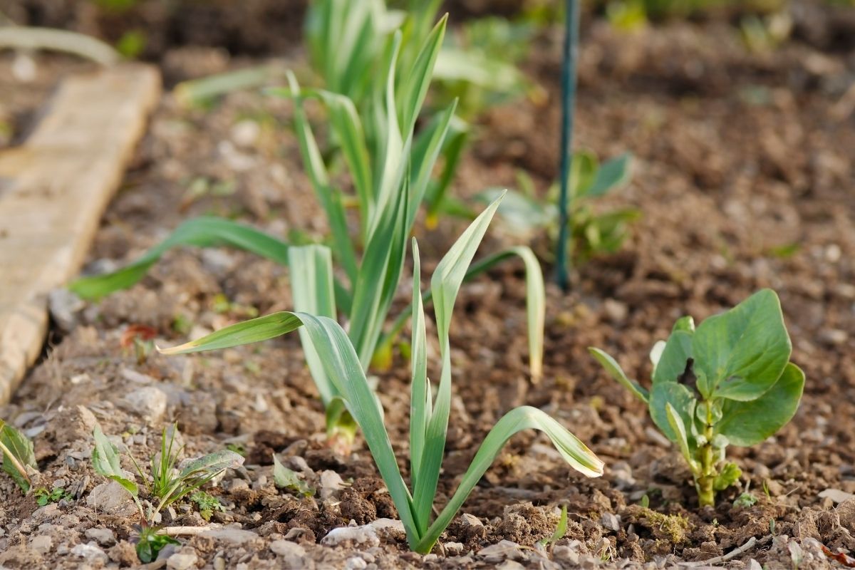 Terra para plantar alho em vaso