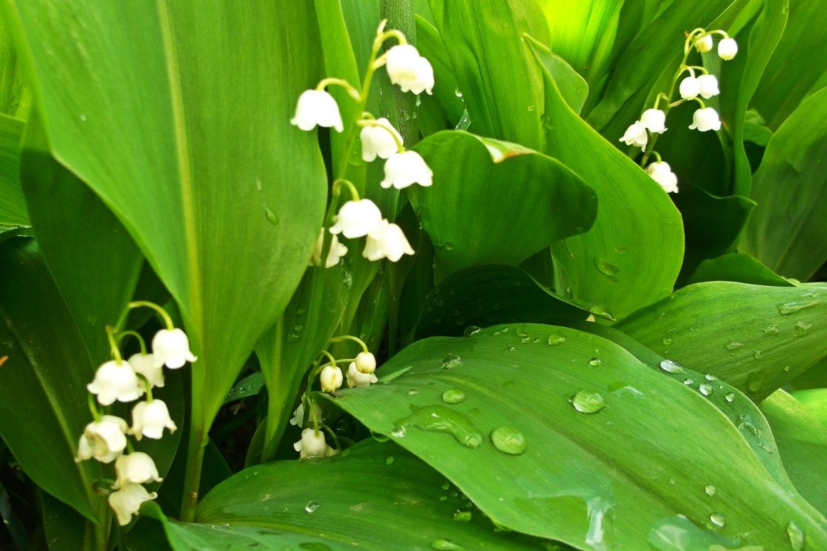 5 flores que trazem alegria para sua casa