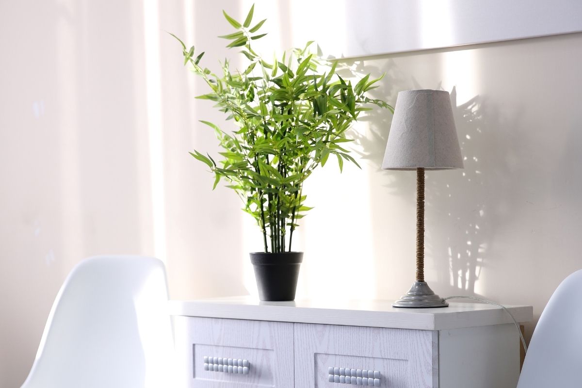 6 plantas que produzem oxigênio a noite 