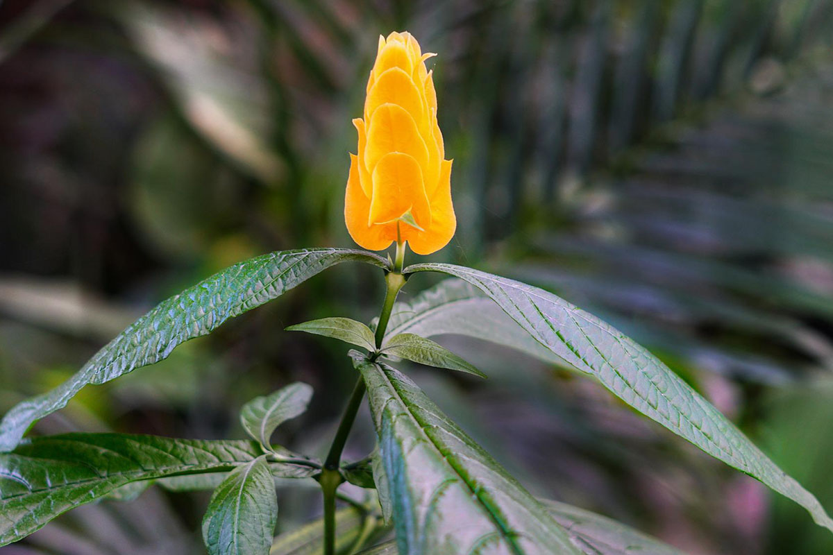 Aprenda a cultivar a flor Camarão perfeita para atrair beija-flores para o seu jardim - Reprodução Pixabay