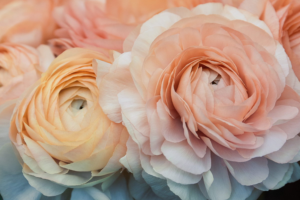 Como cuidar da flor Ranunculus 