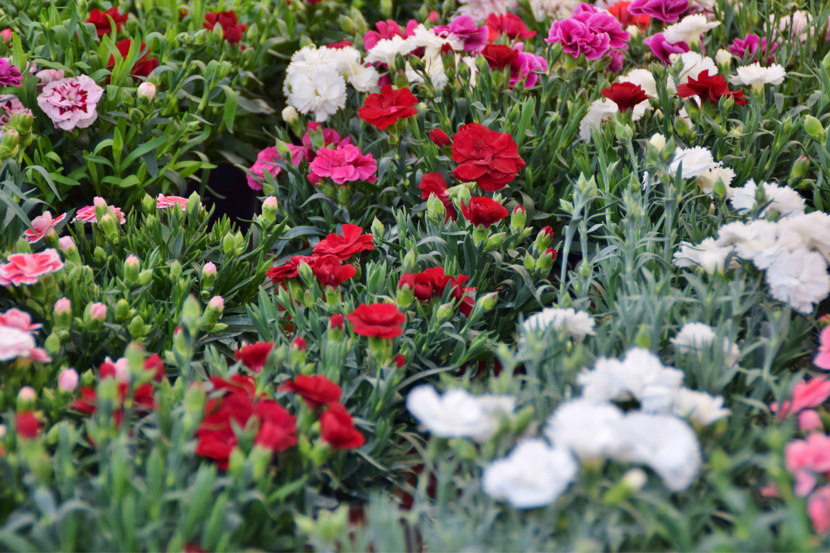 Como cultivar cravo no jardim