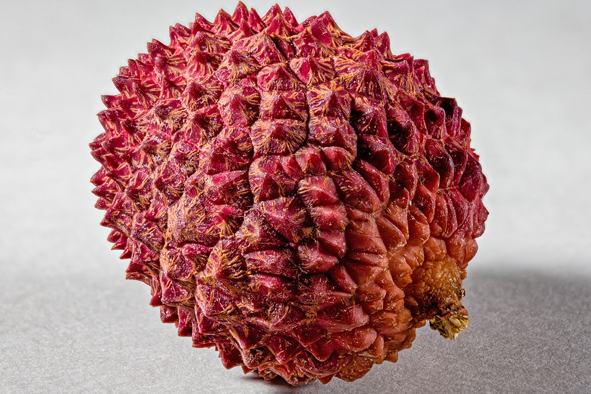 Como cultivar lichia - Reprodução Freepik