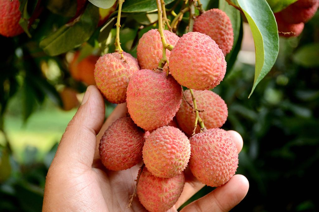 Aprenda Enxertar Lichia Tenha Frutos Em Menos Tempo E Mais Saborosos