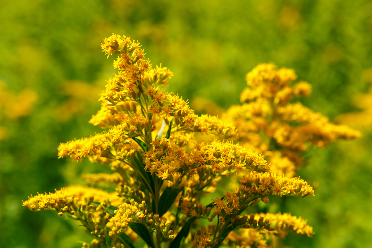 Cuidados com a planta Solidago