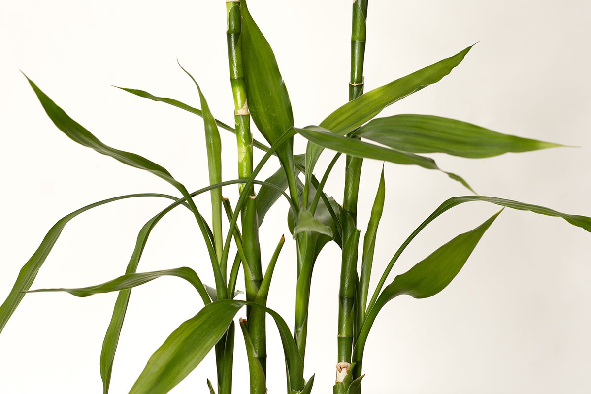 Cultivo de bambu da sorte - Reprodução Freepik