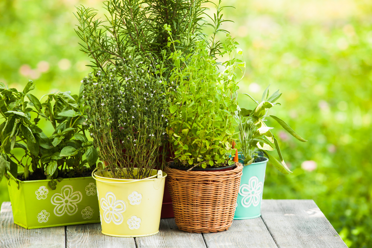 Horta em vasos pequenos