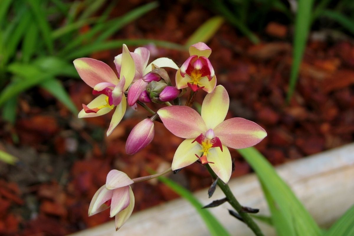 Veja 5 espécies de orquídeas que amam sol e calor