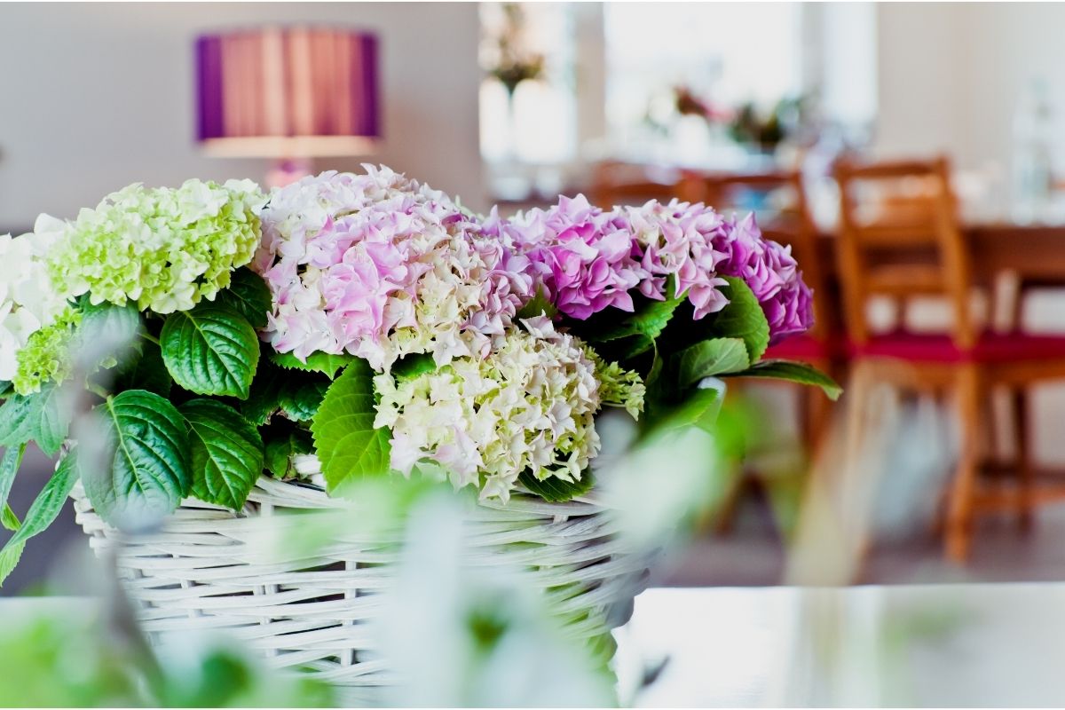 Nunca coloque essas 3 plantas dentro de sua casa