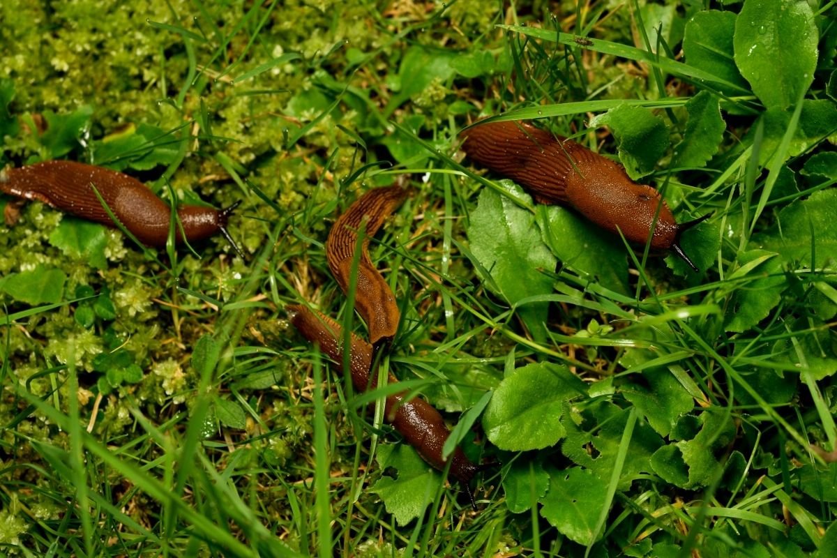 Como dar fim às lesmas