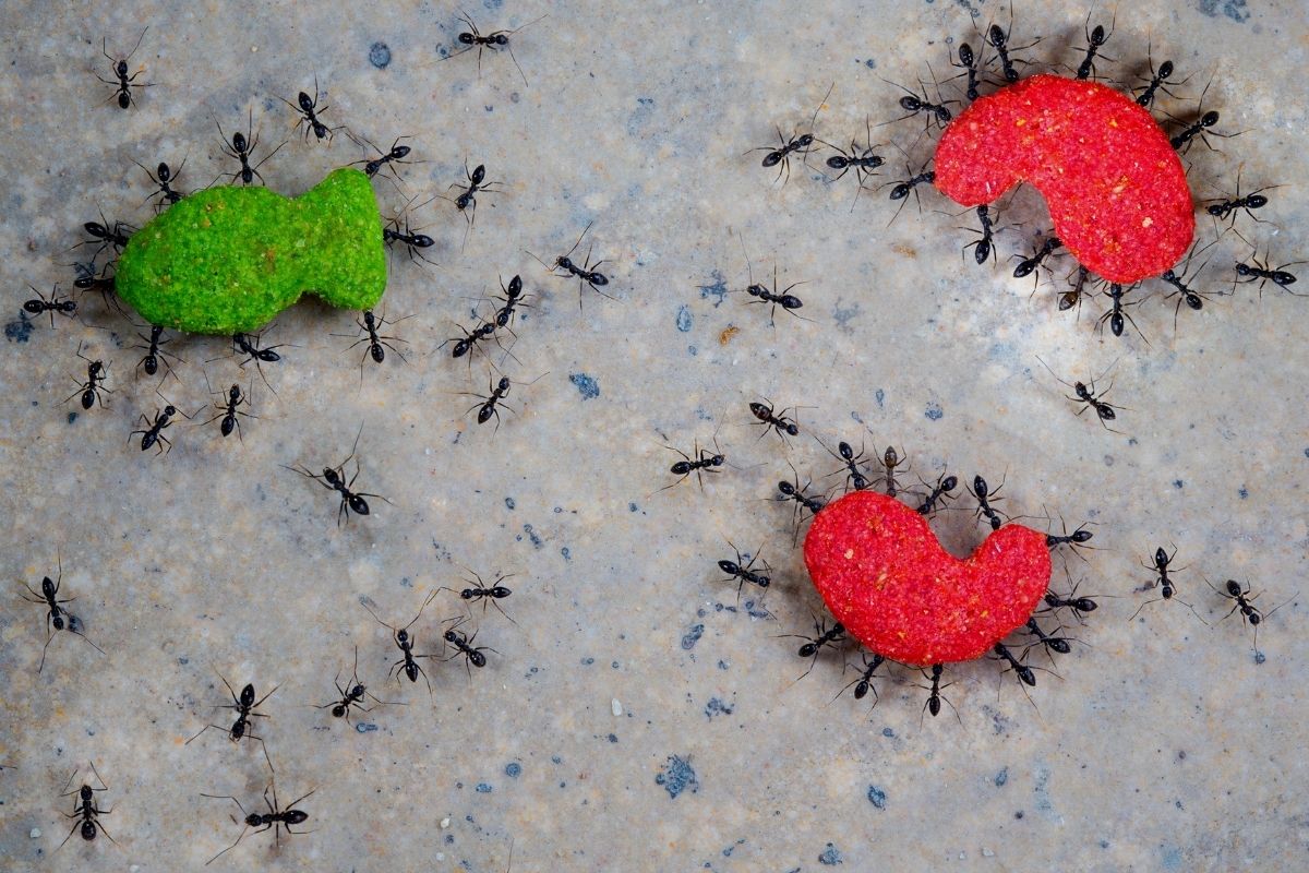 Como acabar com as formigas em tempo recorde gastando pouco dinheiro