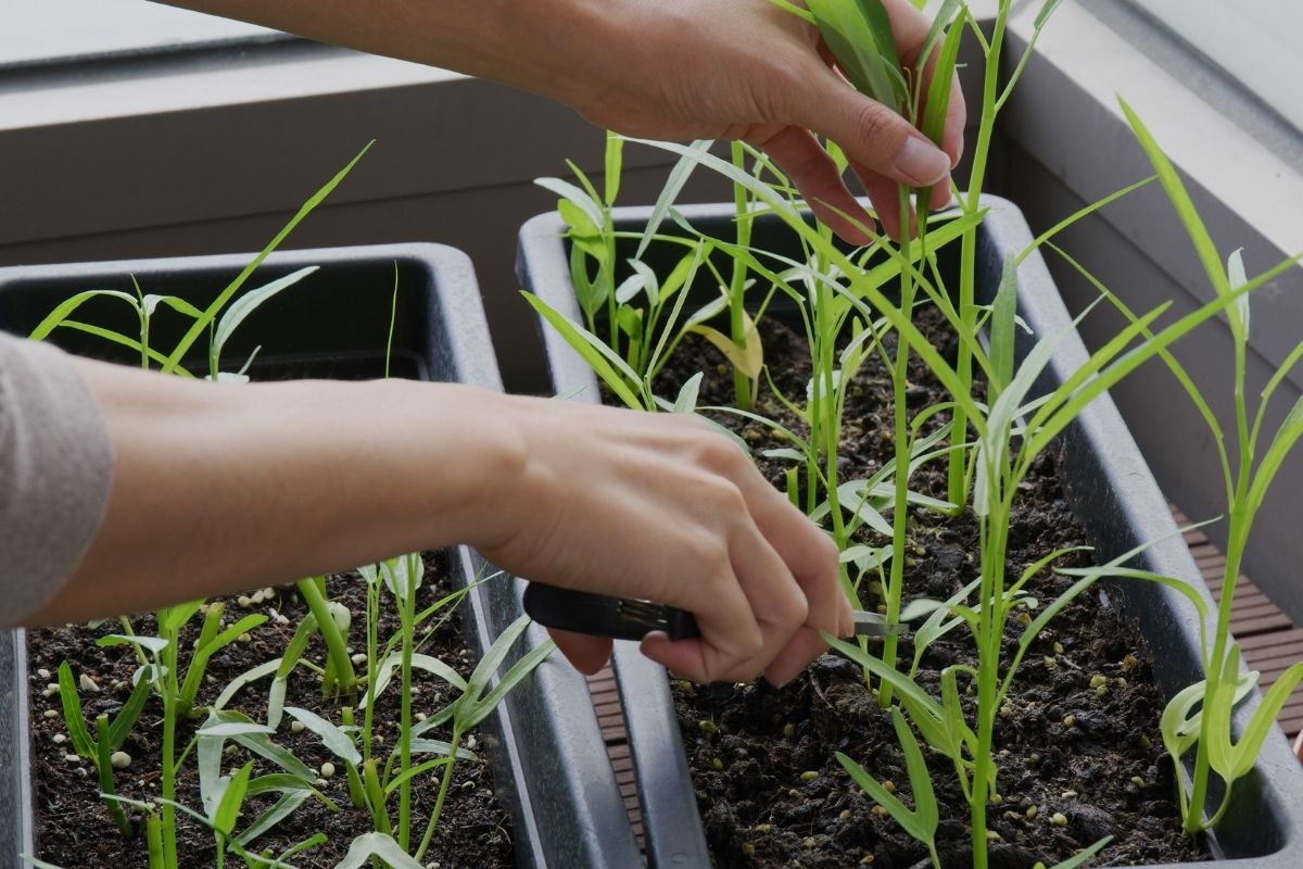 Como plantar um mini jardim dentro de um apartamento